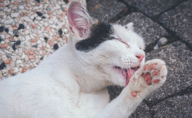 Seorang Guru Mengaku Dirinya Kucing dan Menjilati Tangan Siswanya Viral  di Medsos
